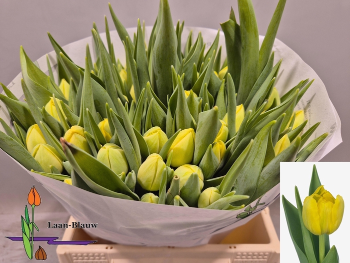 <h4>TU DU DOUBLE TROUBLE</h4>