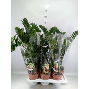 Zamioculcas zamiifolia