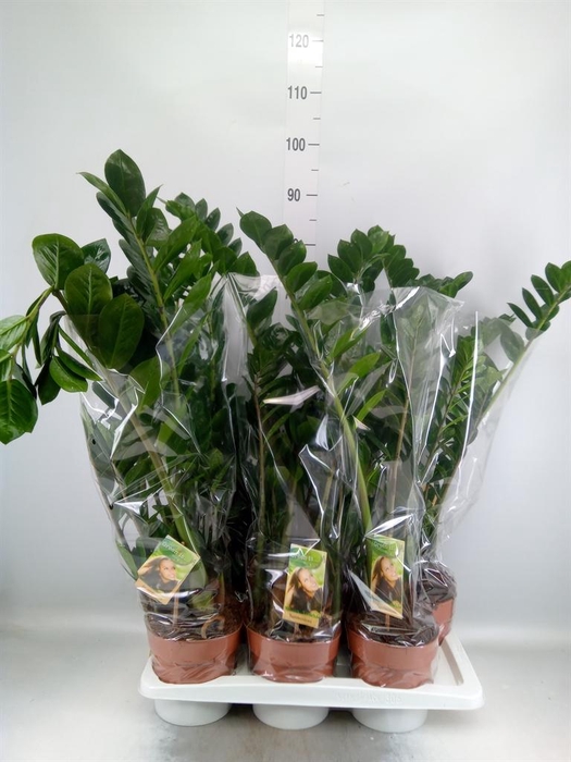 <h4>Zamioculcas zamiifolia</h4>