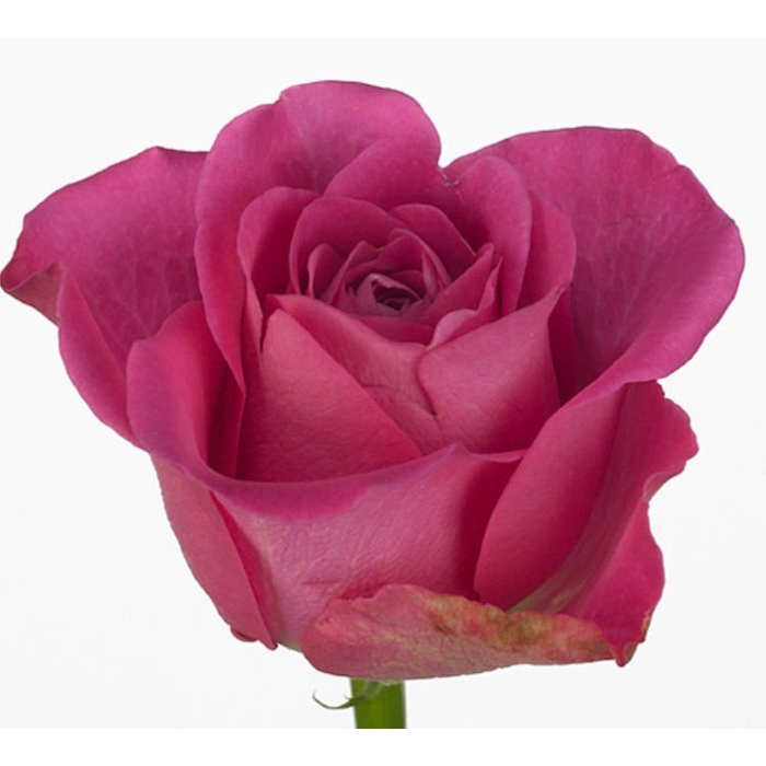 <h4>Rosa H3O</h4>