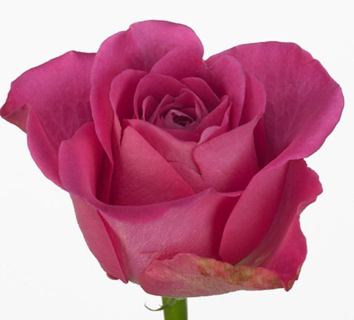 Rosa H3O