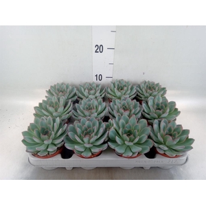 Echeveria  'Apus'