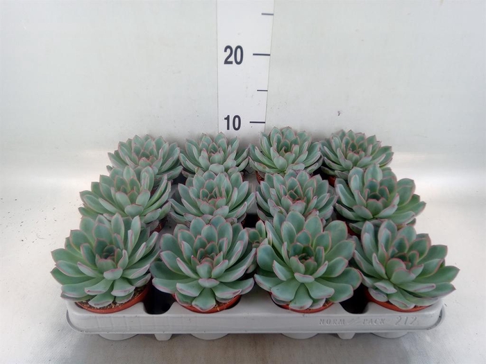 <h4>Echeveria  'Apus'</h4>