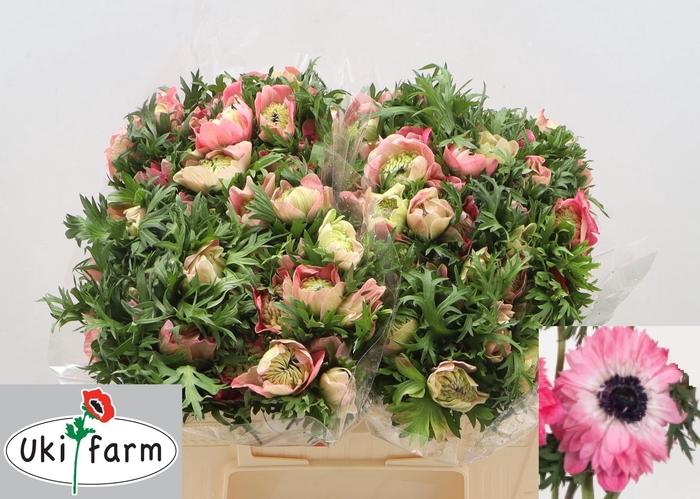 <h4>ANEM CO LEVAN ROSA</h4>