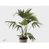 CHAMAEROPS HUMILIS