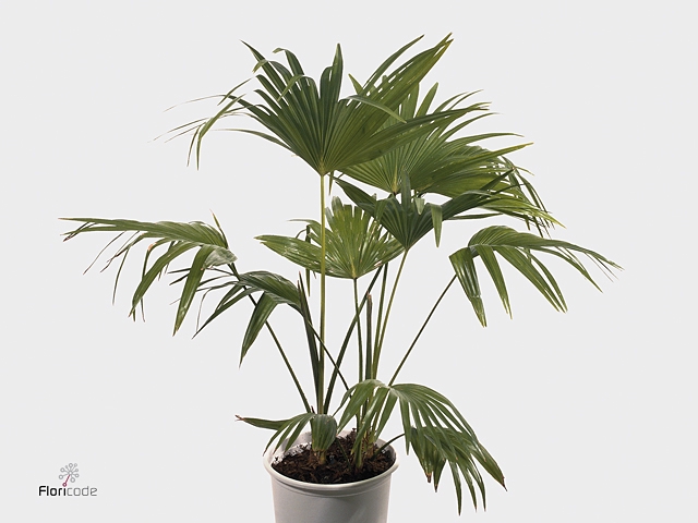 CHAMAEROPS HUMILIS