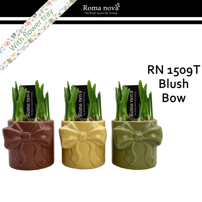 <h4>1509T - Blush Bow (Tete a Tete)</h4>