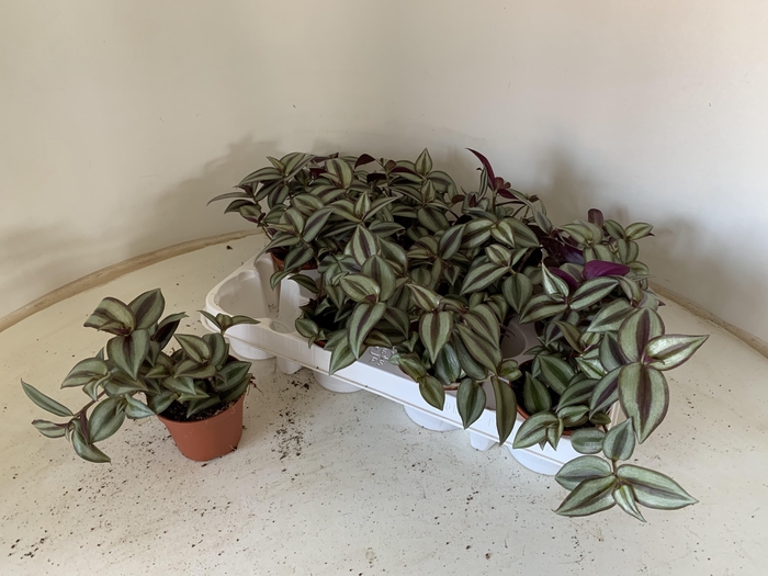 <h4>TRAD ZEBRINA</h4>