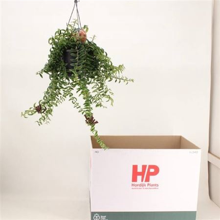 <h4>Aeschynanthus 'Twister'</h4>