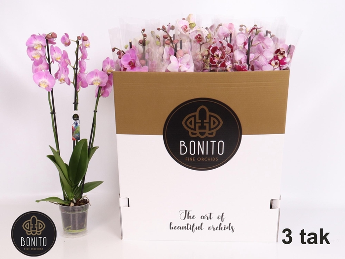 <h4>PHAL GEM 7 KL</h4>