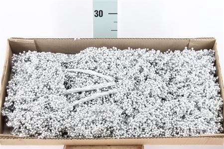 <h4>Schinus Pepperberry Zilver</h4>