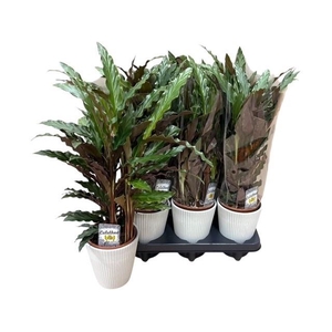 CALAT RUF ELGERGRASS