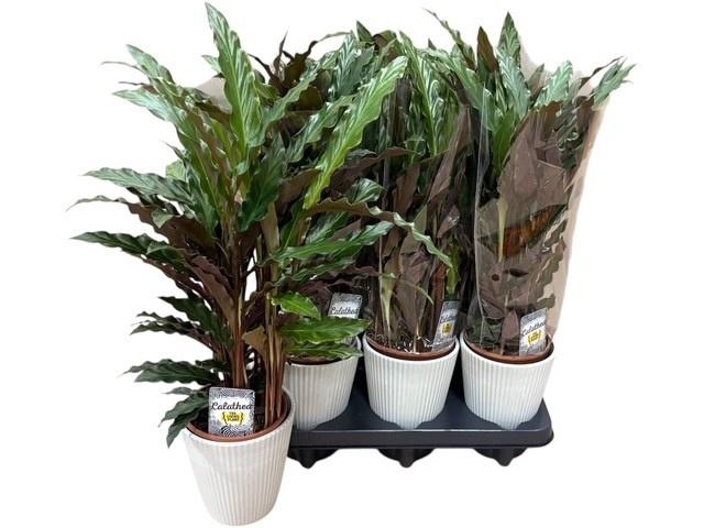 <h4>CALAT RUF ELGERGRASS</h4>
