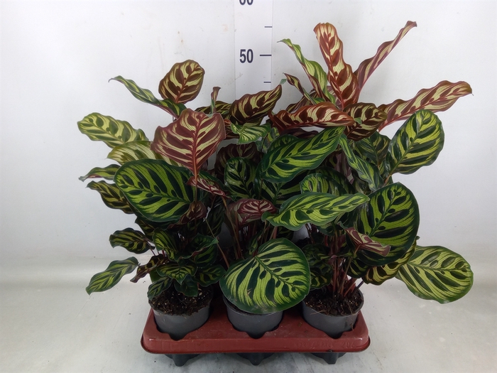 <h4>Calathea makoyana</h4>