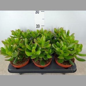 Crassula  'Magical Tree'