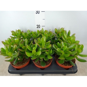 Crassula  'Magical Tree'