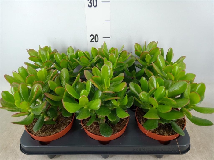 <h4>Crassula  'Magical Tree'</h4>