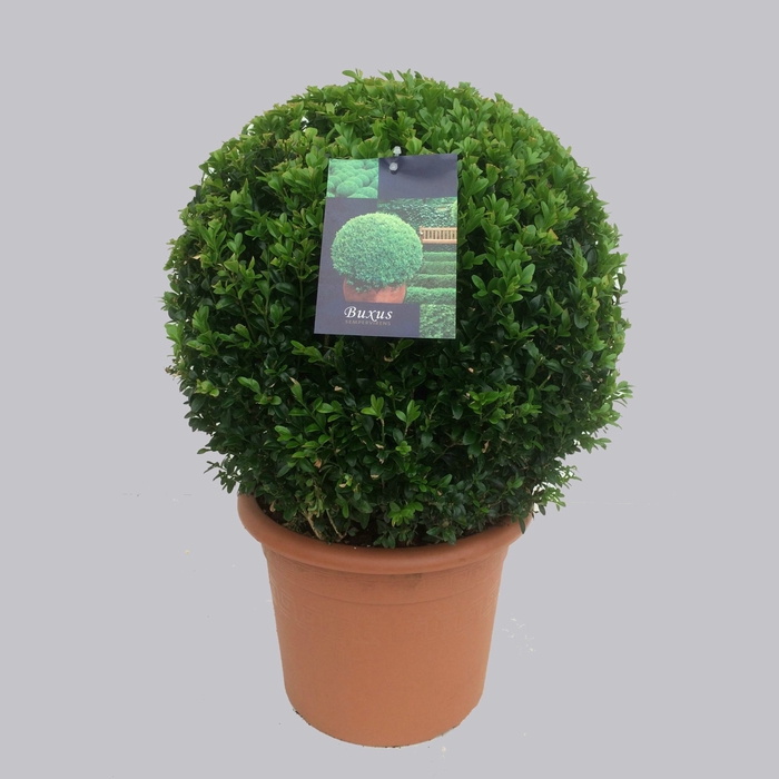 Buxus overig