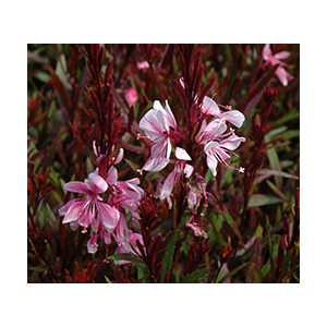 Gaura lindheimeri overig