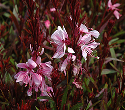 <h4>Gaura lindheimeri overig</h4>