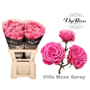 R Tr Villa Muze