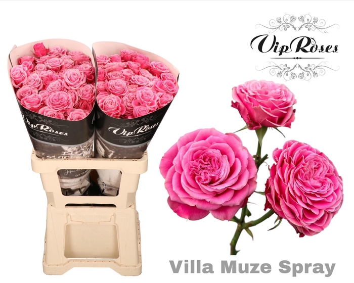 <h4>R Tr Villa Muze</h4>