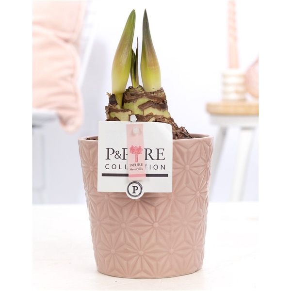 <h4>Hippeastrum pink in P&PURE Juliette ceramics pink</h4>