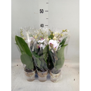 Phalaenopsis multi. 'FC Safe Haven'