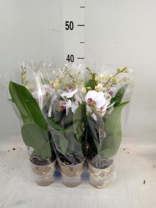 <h4>Phalaenopsis multi. 'FC Safe Haven'</h4>