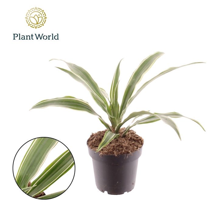 <h4>Dracaena Fragrans Warneckei</h4>