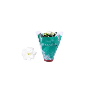 Kalanchoe Rosalina 06cm Don Dione wit