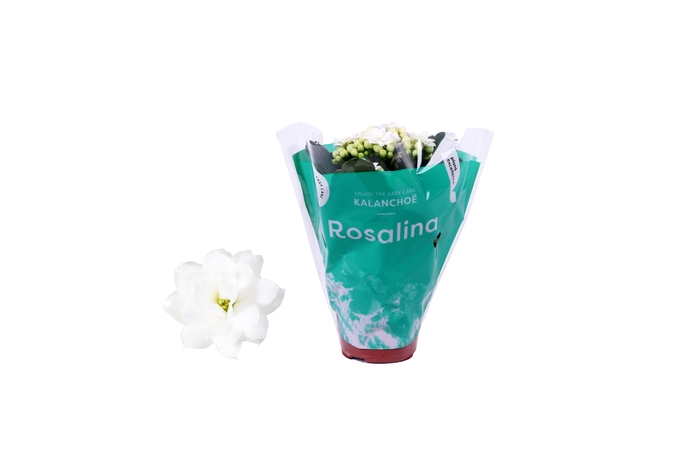 <h4>Kalanchoe Rosalina 06cm Don Dione wit</h4>
