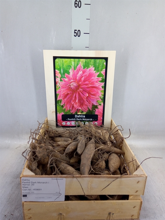 <h4>Dahlia   ...flowerbulbs</h4>