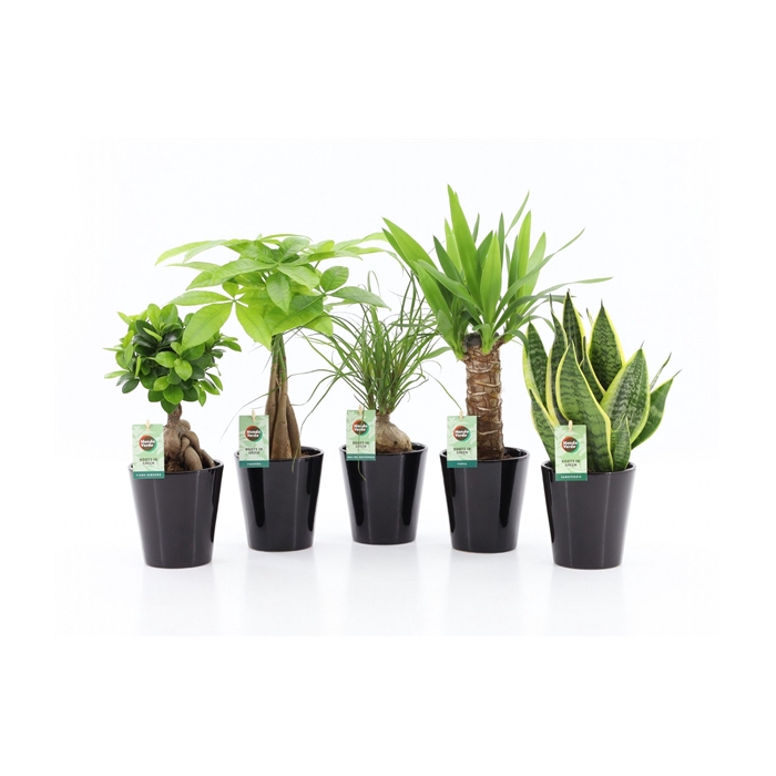<h4>Easy to Care Mix in Zwart Keramiek</h4>