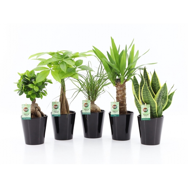 Easy to Care Mix in Zwart Keramiek