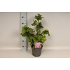 vaste planten 19 cm  Anemone Serenade 
