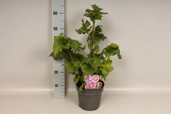 vaste planten 19 cm  Anemone Serenade 