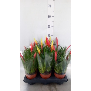 Vriesea  MF   ...mix 2