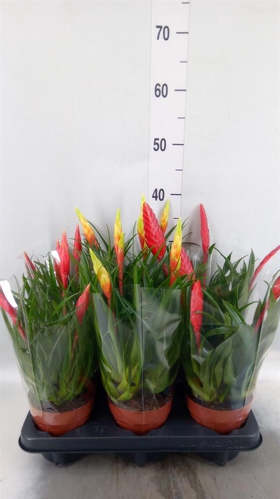 <h4>Vriesea  MF   ...mix 2</h4>