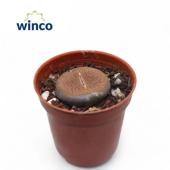 <h4>Lithops (single)</h4>