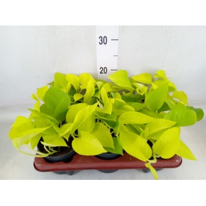 Epipremnum pinn. 'Golden Pothos'