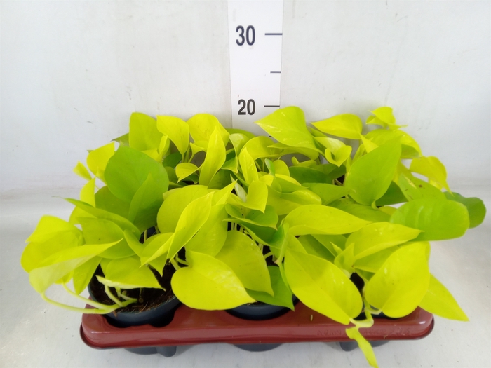 <h4>Epipremnum pinn. 'Golden Pothos'</h4>