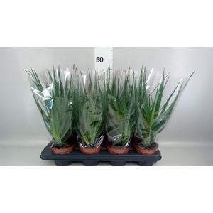 Aloe arborescens