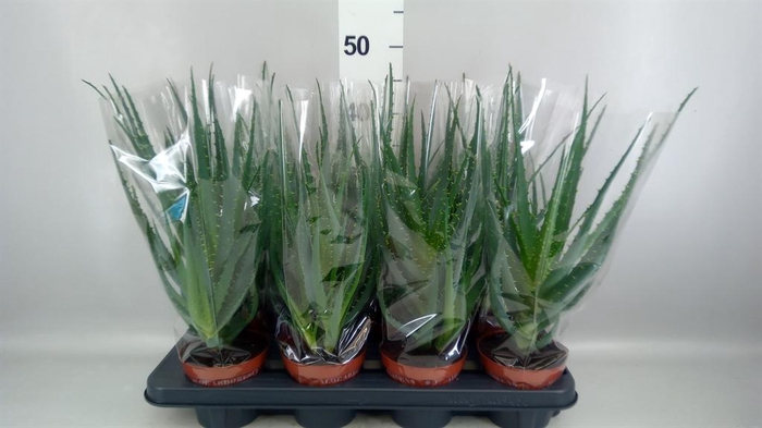 <h4>Aloe arborescens</h4>
