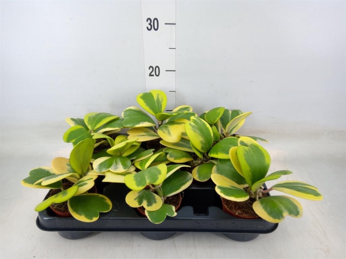 <h4>Hoya kerrii</h4>