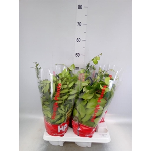 Aeschynanthus   ...