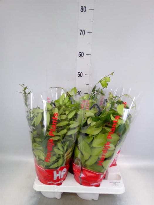 <h4>Aeschynanthus   ...</h4>