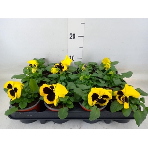 Viola wr. 'Colossus Yellow Blotch'