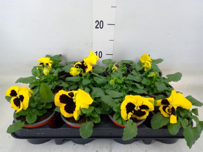 <h4>Viola wr. 'Colossus Yellow Blotch'</h4>