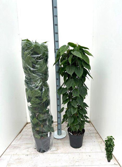 <h4>Philodendron scand.</h4>